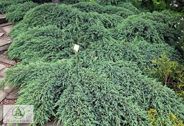 juniperus-squamata-blue-carpet-17.jpg