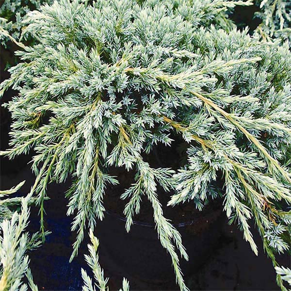 juniperus-squamata-blue-carpet-18.jpg