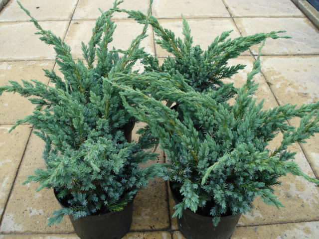 juniperus-squamata-meyeri-02.jpg