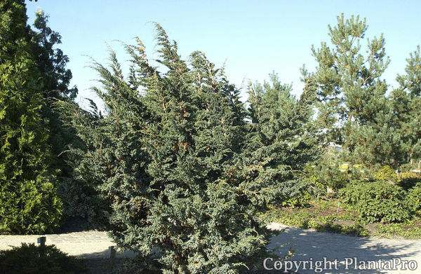 juniperus-squamata-meyeri-05.jpg