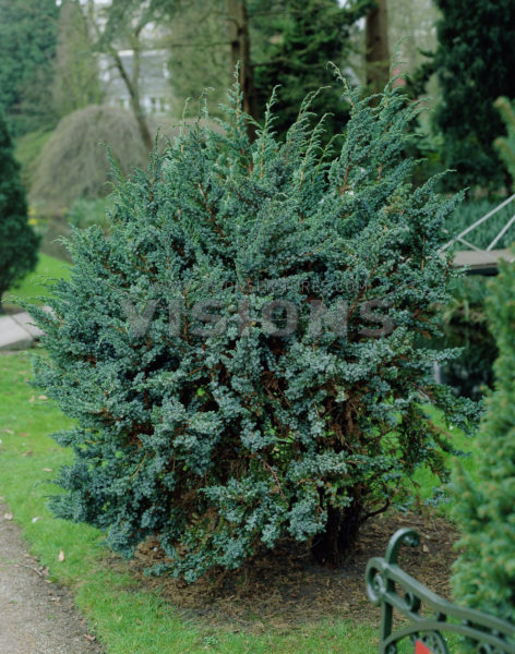 juniperus-squamata-meyeri-09.jpg