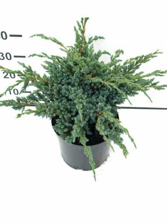 juniperus-squamata-meyeri-10.jpg