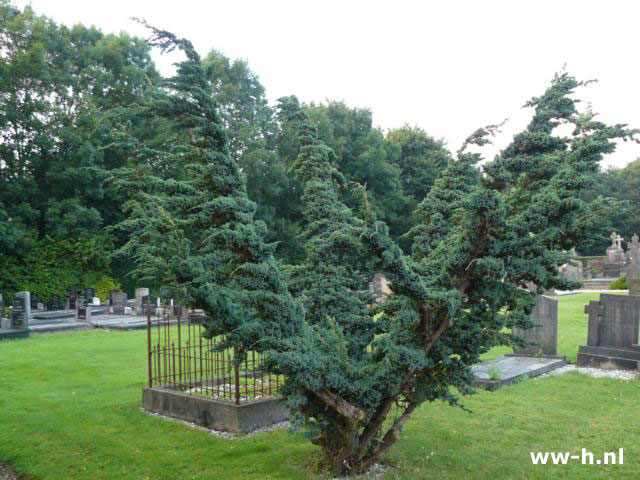 juniperus-squamata-meyeri-11.jpg