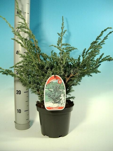 juniperus-squamata-meyeri-12.jpg