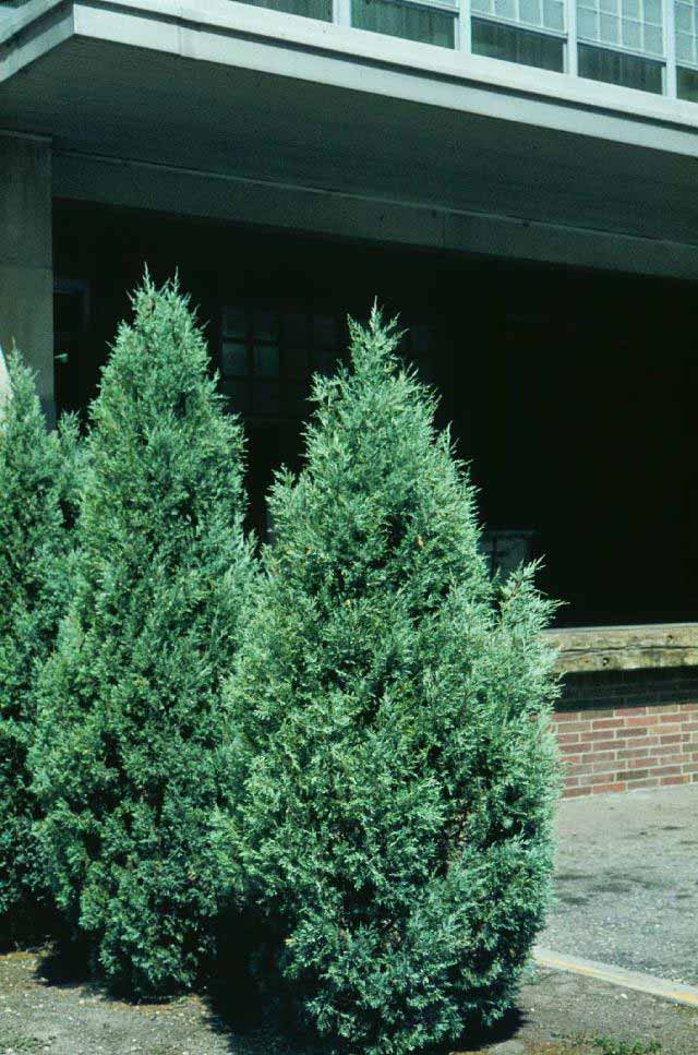 juniperus-virginiana-glauca-02.jpg