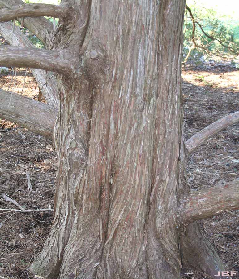 juniperus-virginiana-glauca-05.jpg