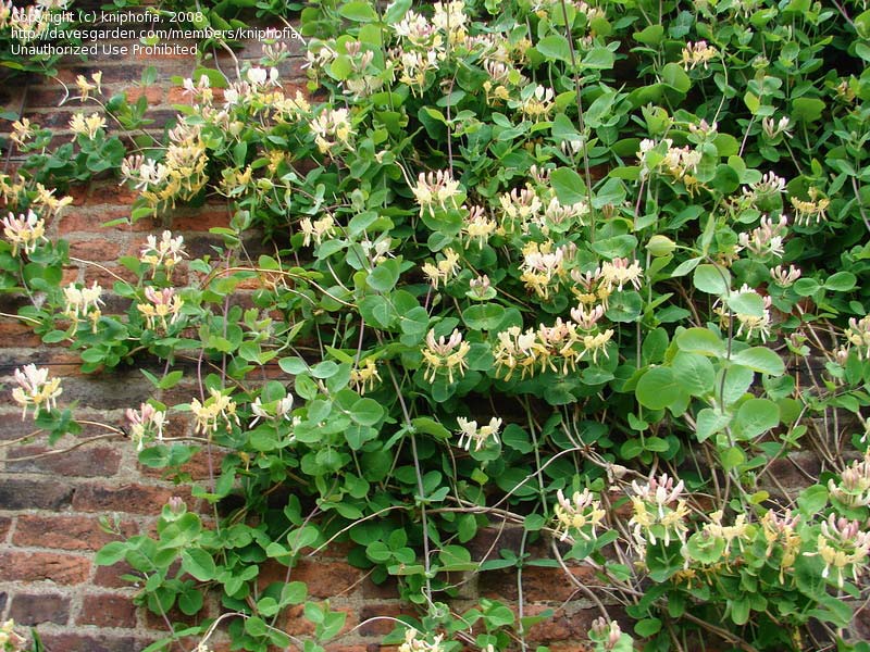 lonicera-caprifolium-01.jpg