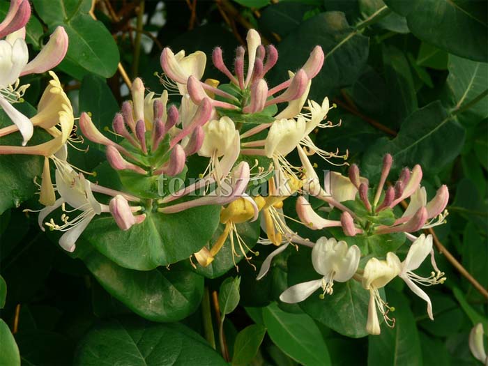 lonicera-caprifolium-02.jpg