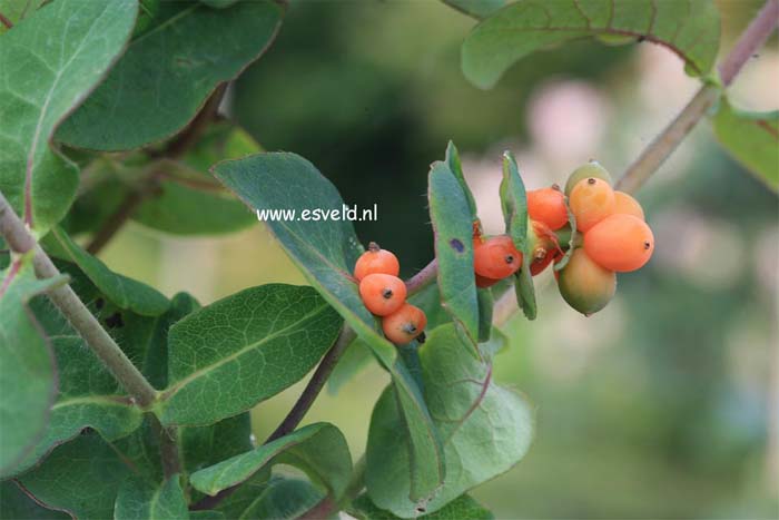 lonicera-caprifolium-03.jpg