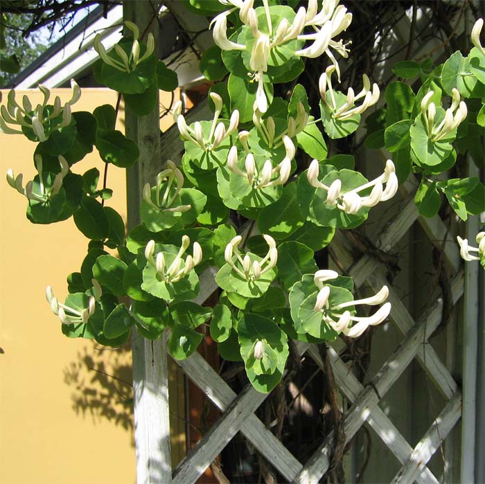 lonicera-caprifolium-04.jpg