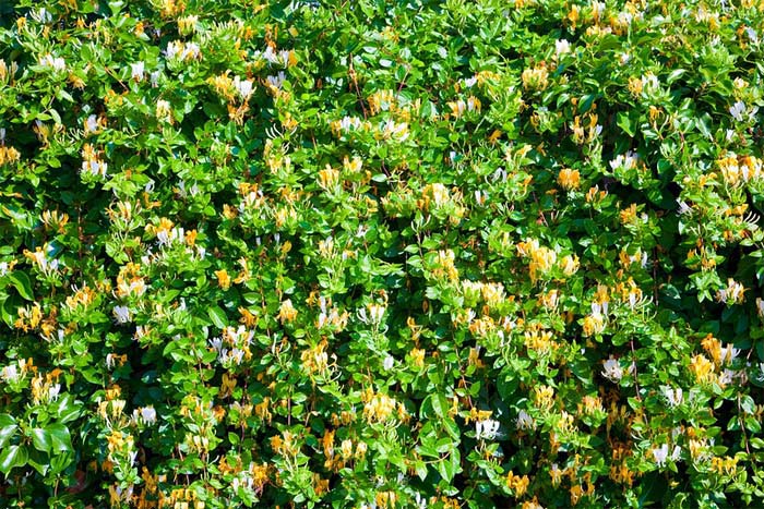 lonicera-caprifolium-05.jpg