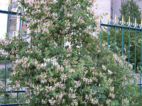 lonicera-caprifolium-06.jpg