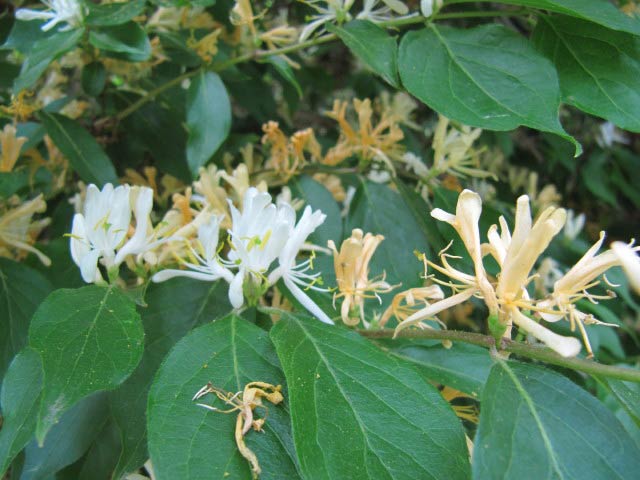 lonicera-maackii-10.jpg