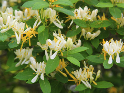 lonicera-xylosteum-02.jpg