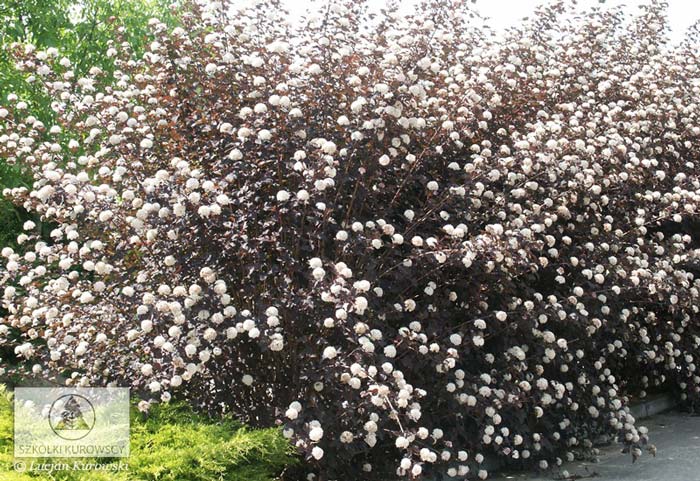 physocarpus-opulifolius-diabolo-01.jpg