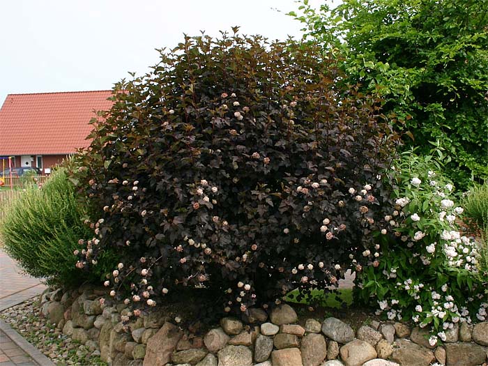 physocarpus-opulifolius-diabolo-06.jpg