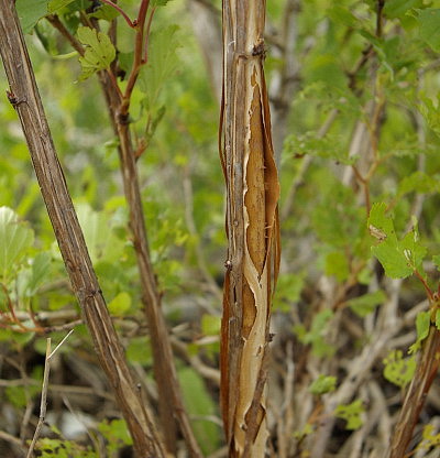 physocarpus-opulifolius-15.jpg