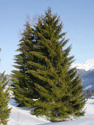 picea-abies-01.jpg