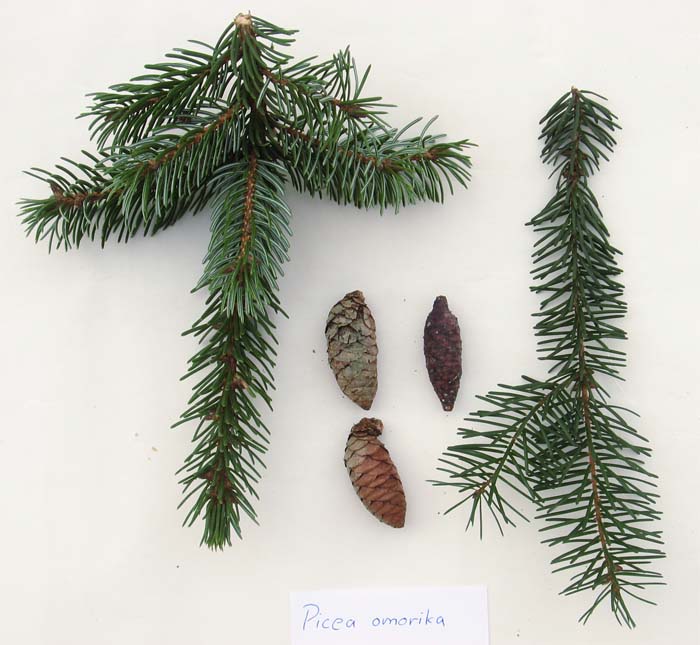 picea-omorika-10.jpg