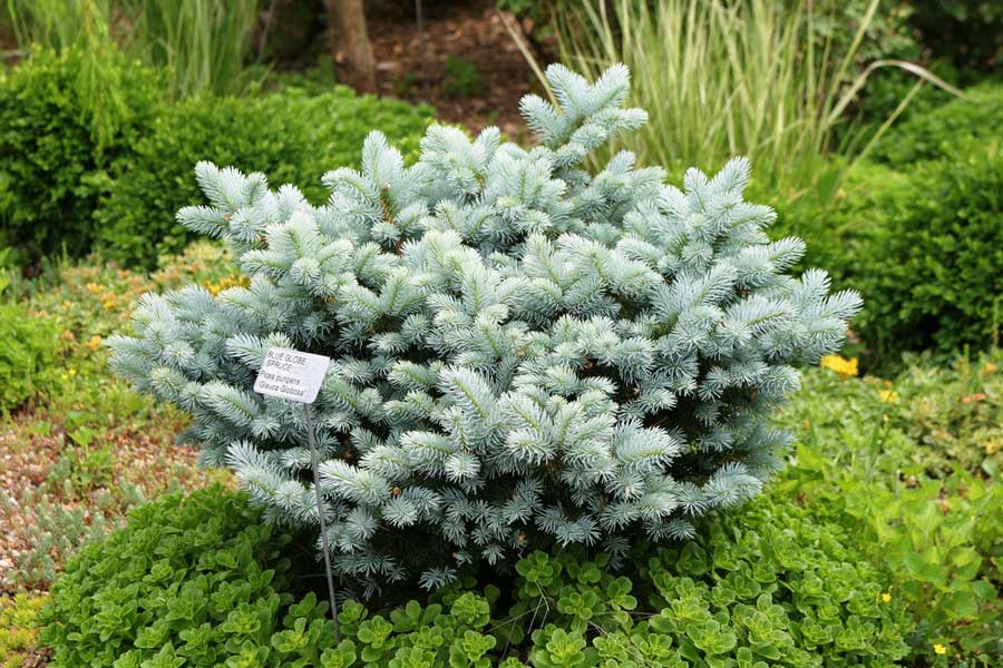 picea-pungens-glauca-globosa-03.jpg