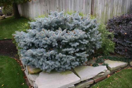 picea-pungens-glauca-globosa-08.jpg