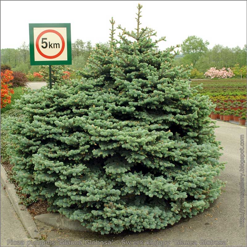 picea-pungens-glauca-globosa-09.jpg