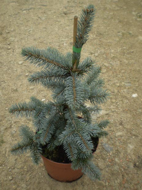 picea-pungens-koster-12.jpg