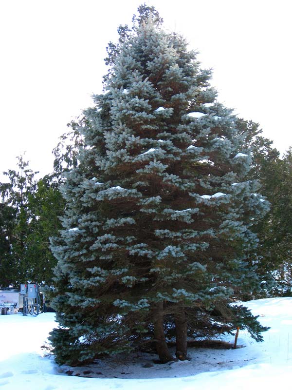 picea-pungens-06.jpg