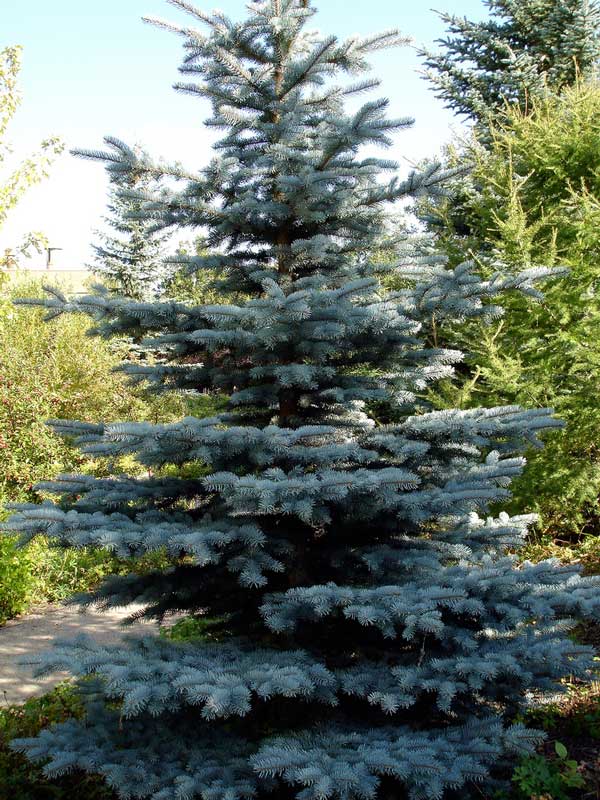 picea-pungens-08.jpg