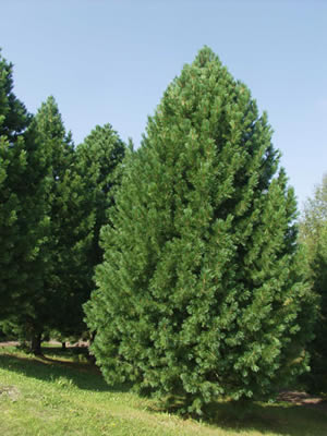 pinus-cembra-01.jpg