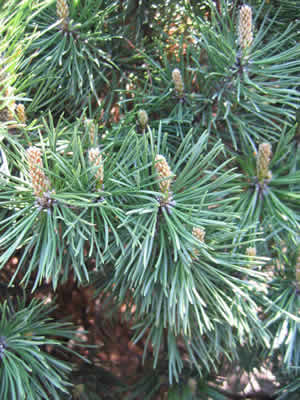 pinus-mugo-gnom-02.jpg