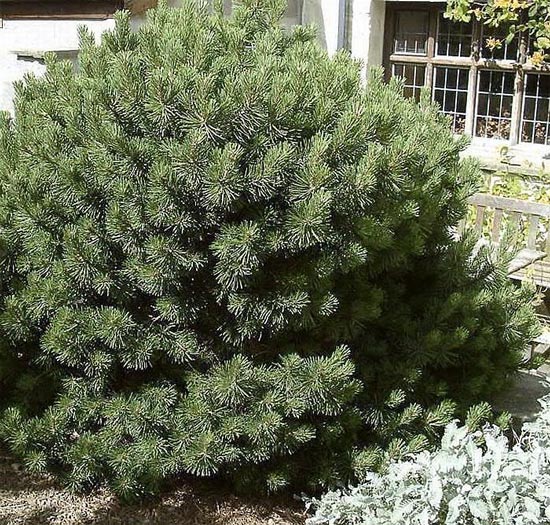 pinus-mugo-gnom-07.jpg