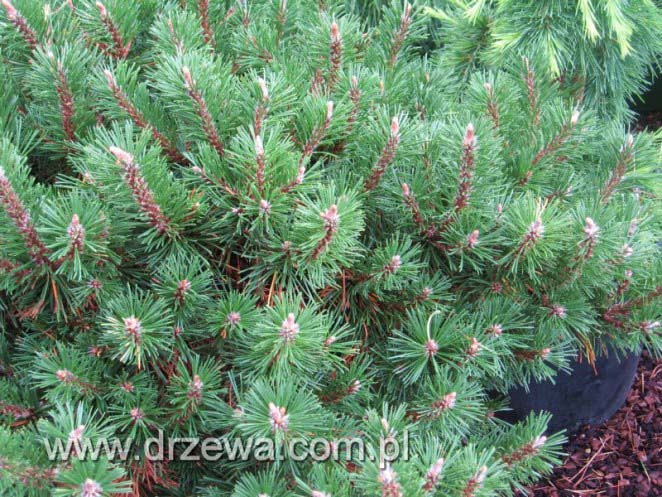 pinus-mugo-humpy-07.jpg