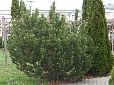 pinus-mugo-01.jpg