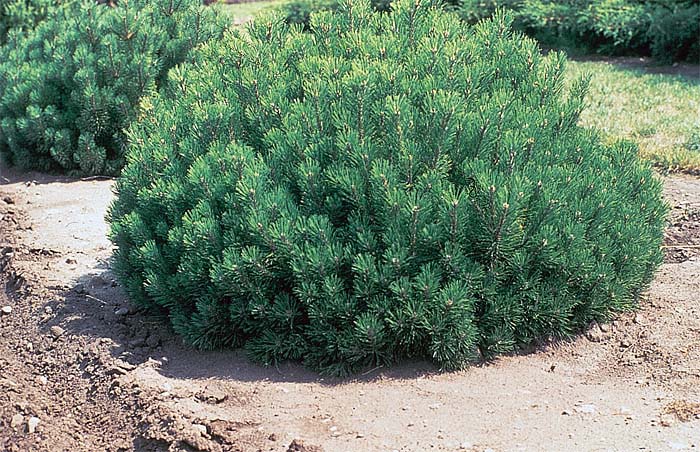 pinus-mugo-02.jpg