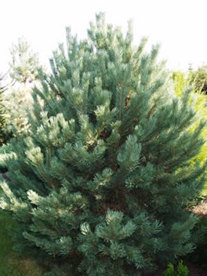 pinus-sylvestris-globosa-viridis-01.jpg