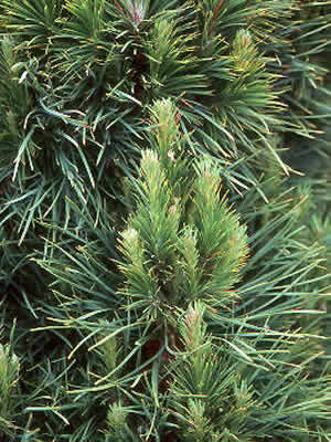 pinus-sylvestris-globosa-viridis-02.jpg