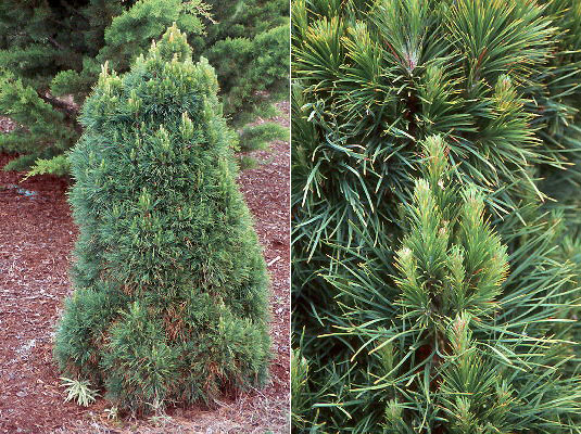 pinus-sylvestris-globosa-viridis-04.jpg