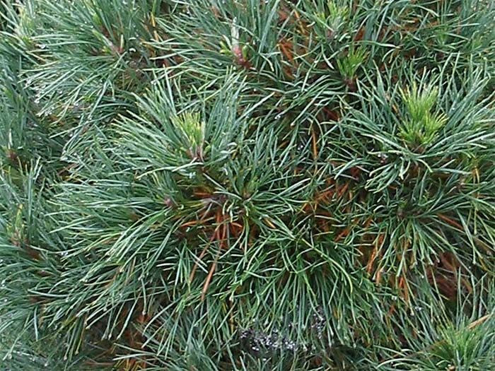 pinus-sylvestris-globosa-viridis-10.jpg