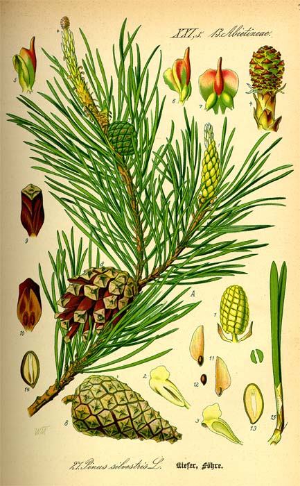 pinus-sylvestris-09.jpg