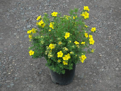 potentilla-fruticosa-goldfinger-04.jpg