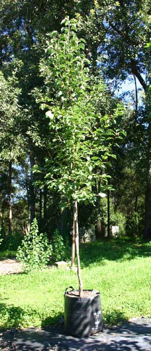 pyrus-ussuriensis-12.jpg