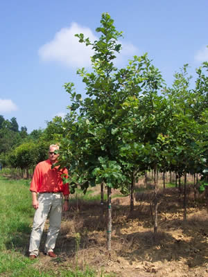 quercus-robur-06.jpg