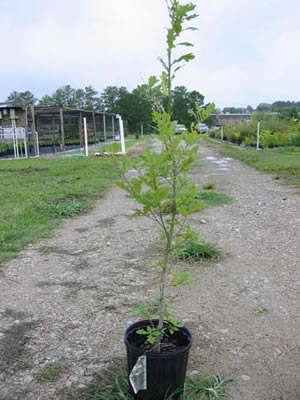 quercus-rubra-07.jpg