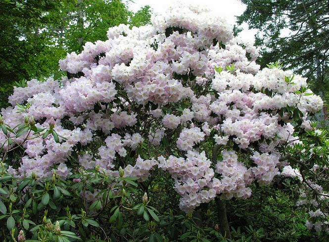 rhododendron-fortunei-02.jpg