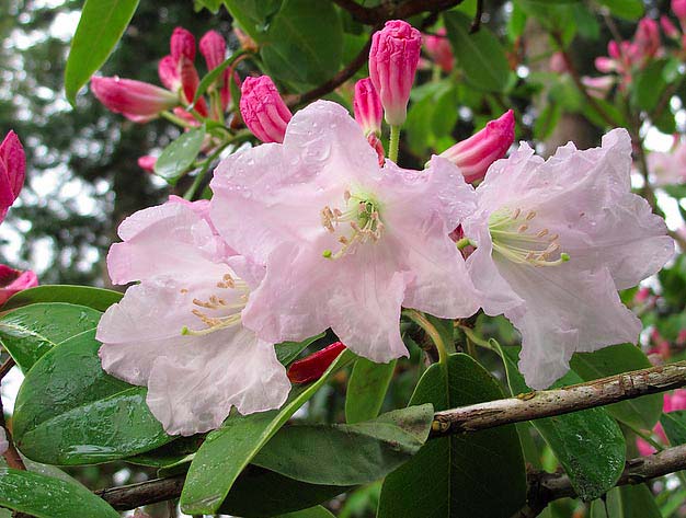 rhododendron-fortunei-06.jpg