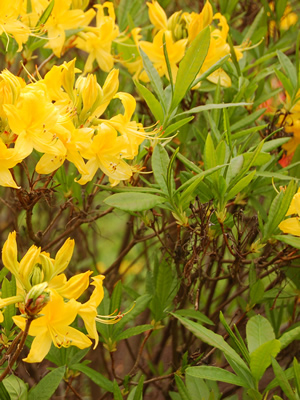 rhododendron-luteum-02.jpg