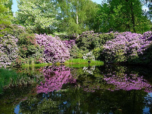 rhododendron-smirnowii-02.jpg
