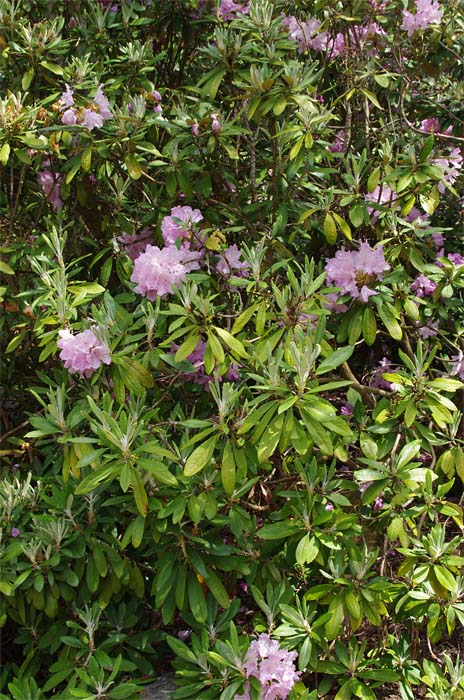 rhododendron-smirnowii-04.jpg