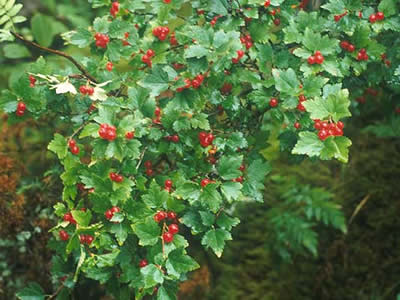 ribes-alpinum-schmidt-03.jpg